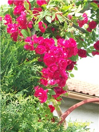 8042b9f0-Picture 609.jpg